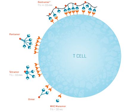 MHC Dextramer Technology